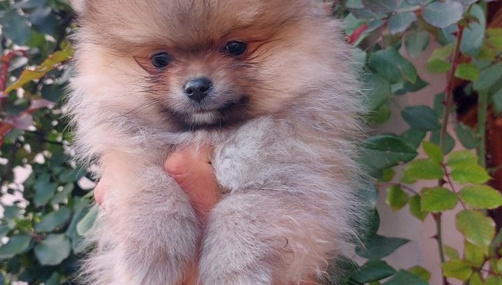 Poodle and Pomeranian Spitz puppies