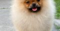 Poodle and Pomeranian Spitz puppies