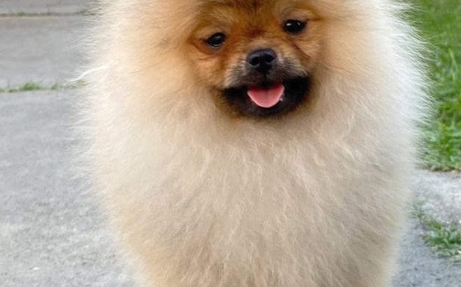 Poodle and Pomeranian Spitz puppies