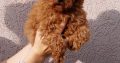 Poodle and Pomeranian Spitz puppies