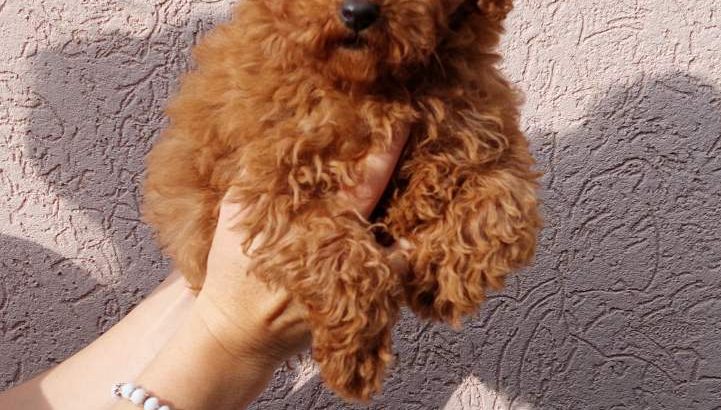 Poodle and Pomeranian Spitz puppies
