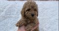 Poodle and Pomeranian Spitz puppies