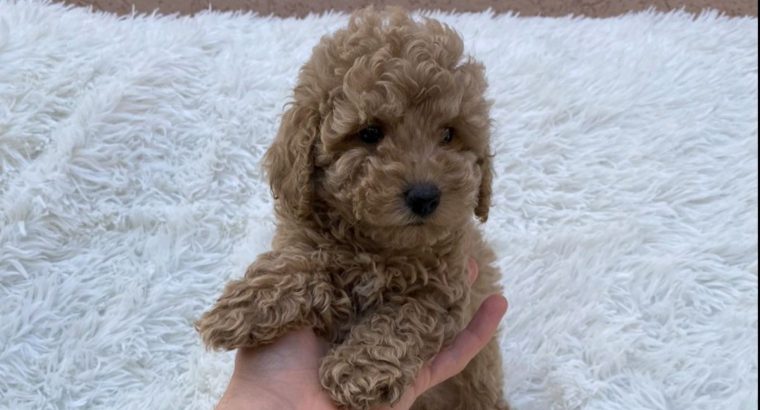 Poodle and Pomeranian Spitz puppies