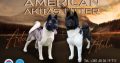 American Akita puppies for sale