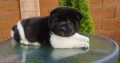 American Akita puppies for sale