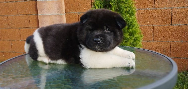 American Akita puppies for sale