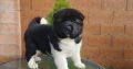 American Akita puppies for sale