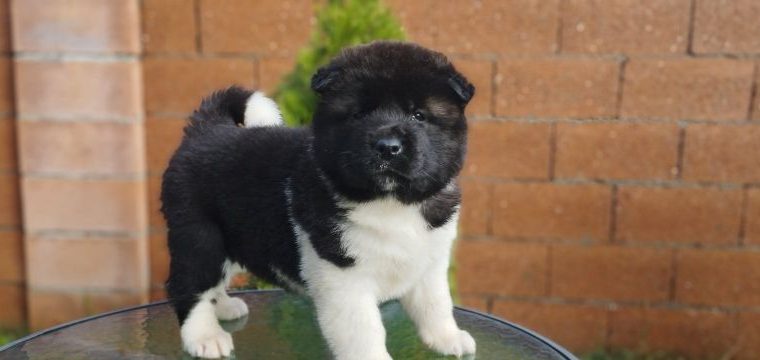 American Akita puppies for sale