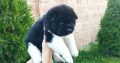 American Akita puppies for sale