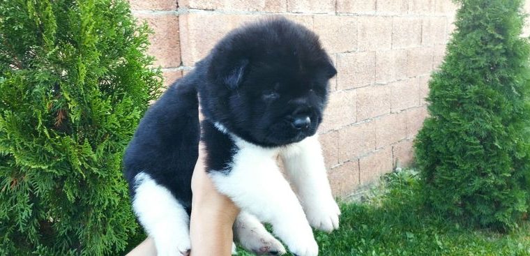 American Akita puppies for sale