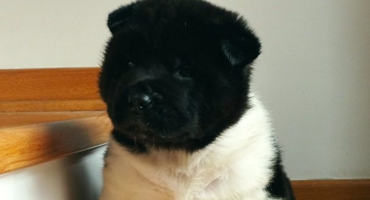 American Akita puppies for sale