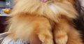 Pomeranian Spitz puppies