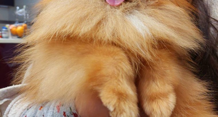Pomeranian Spitz puppies