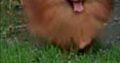 Pomeranian Spitz puppies