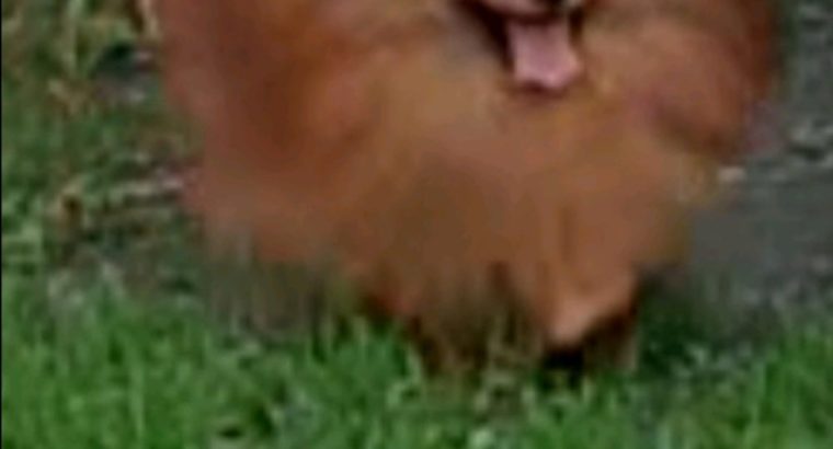 Pomeranian Spitz puppies