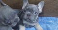 Exotic French Bulldog puppies