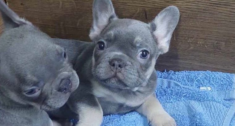 Exotic French Bulldog puppies