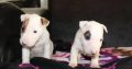 Mini bull terrier puppies