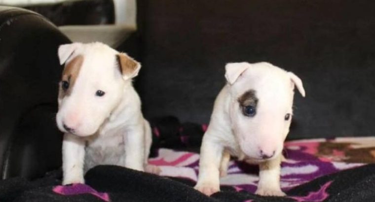 Mini bull terrier puppies