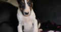 Mini bull terrier puppies