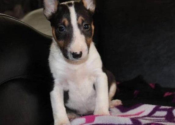 Mini bull terrier puppies