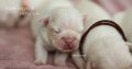 French Bulldogs, Cream Puppies, Fluffy Gene L4
