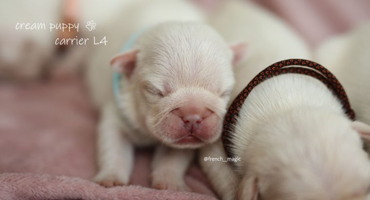 French Bulldogs, Cream Puppies, Fluffy Gene L4