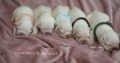 French Bulldogs, Cream Puppies, Fluffy Gene L4