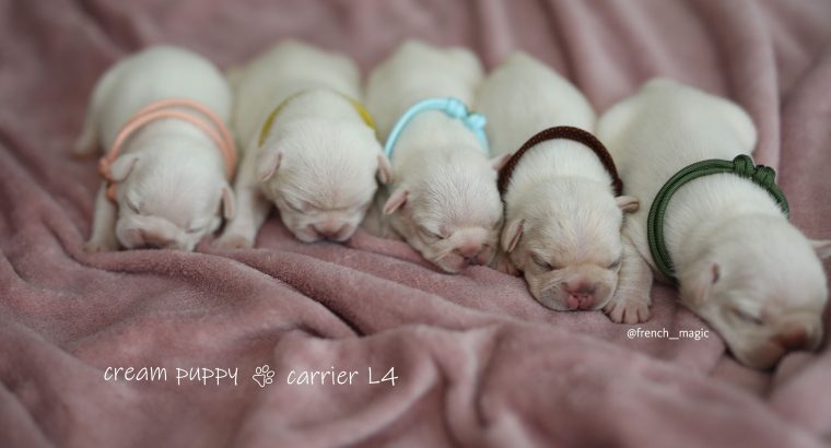 French Bulldogs, Cream Puppies, Fluffy Gene L4