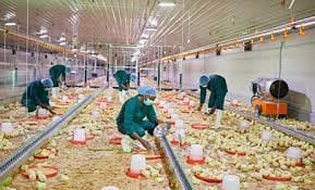 Olam Feed and Hatchery Mill
