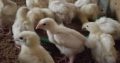PULLET (LAYERS) for sale call 08162129070
