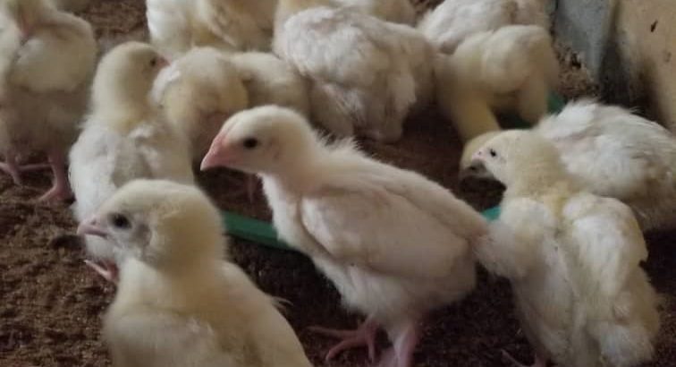 PULLET (LAYERS) for sale call 08162129070