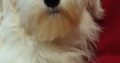 Maltese puppies