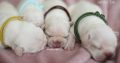 French Bulldogs, Cream Puppies, Fluffy Gene L4