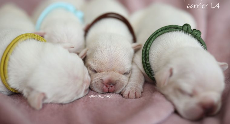 French Bulldogs, Cream Puppies, Fluffy Gene L4