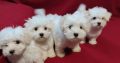 Maltese puppies