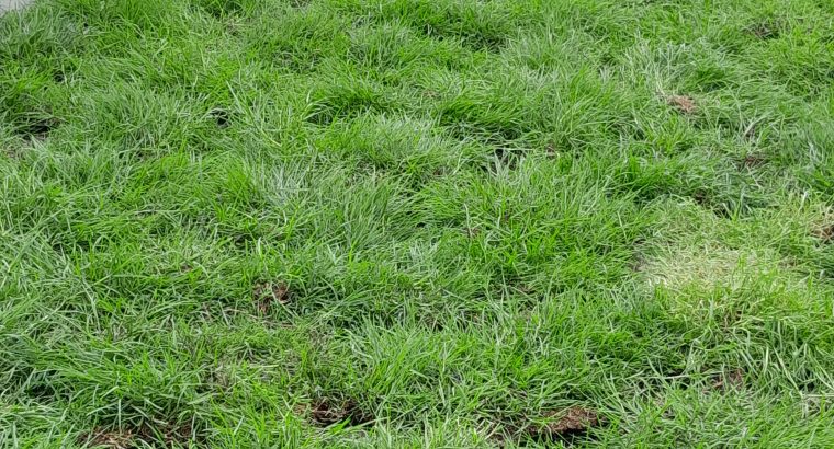Kikuyu instant Lawn delivery