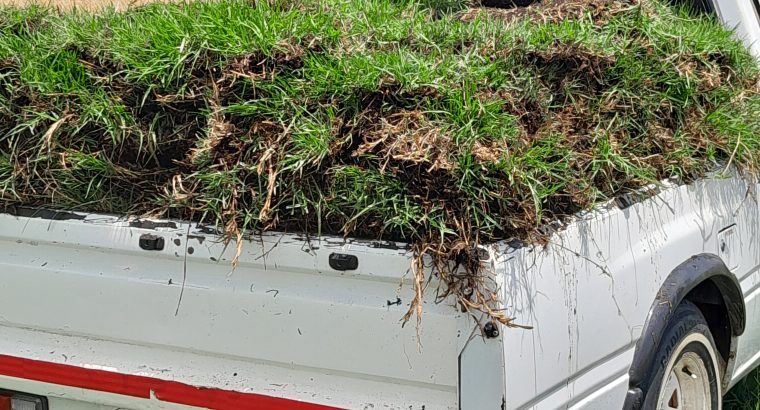 Kikuyu instant Lawn delivery