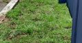 Kikuyu instant Lawn delivery