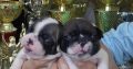 French Bulldog puppies