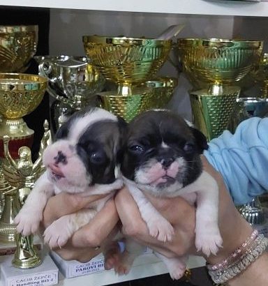 French Bulldog puppies