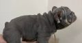 Exotic French Bulldogs