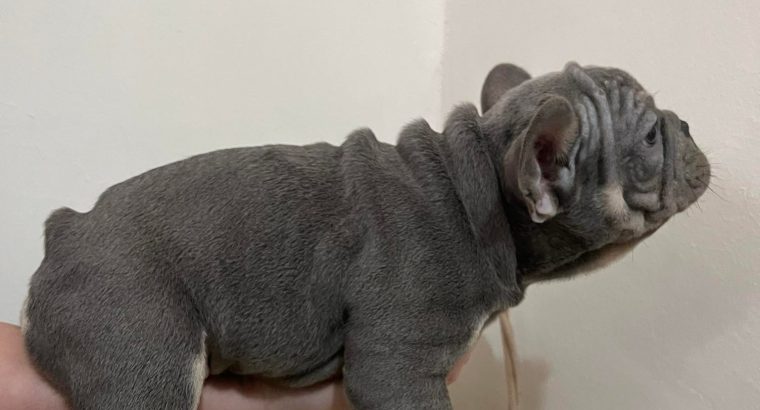 Exotic French Bulldogs