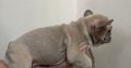 Exotic French Bulldogs