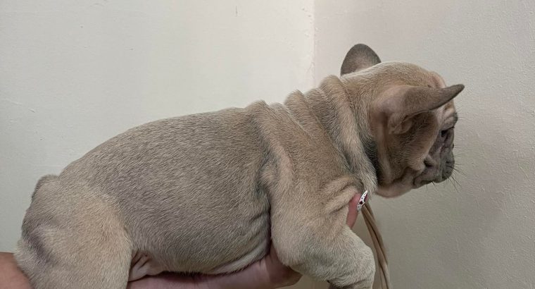 Exotic French Bulldogs