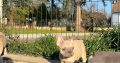 Exotic French Bulldogs