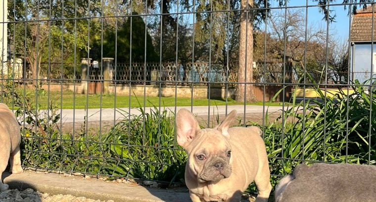 Exotic French Bulldogs