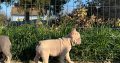 Exotic French Bulldogs