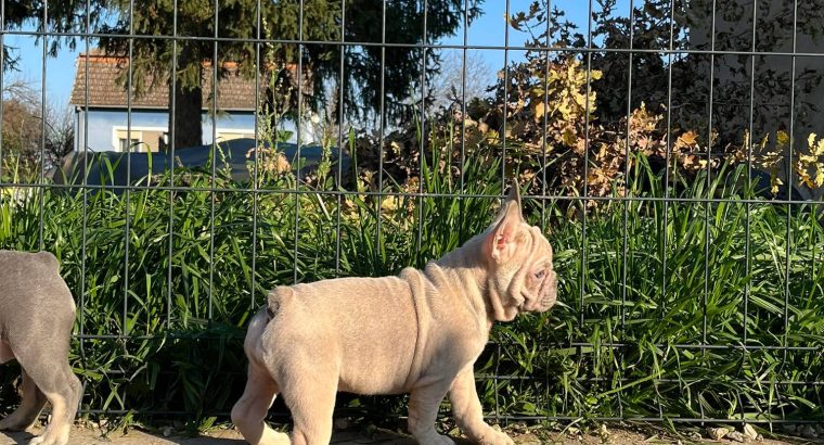 Exotic French Bulldogs