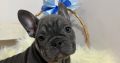 Exotic French Bulldogs